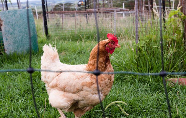 Best Electric Fence for Turkeys