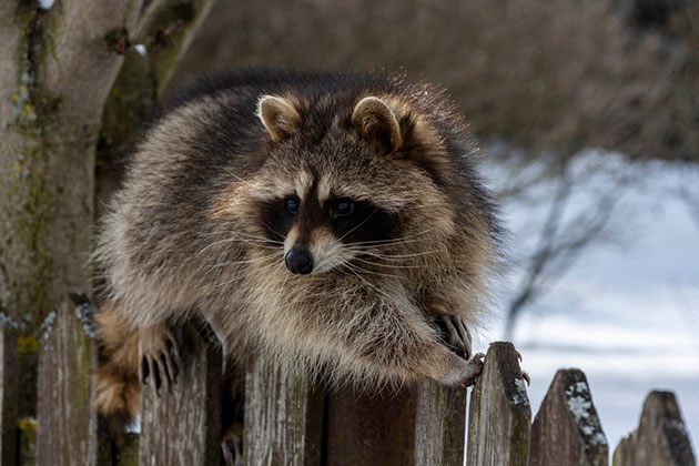 how to install electric fence for raccoons