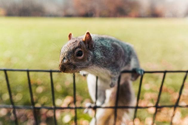 how to build an electric fence for squirrels