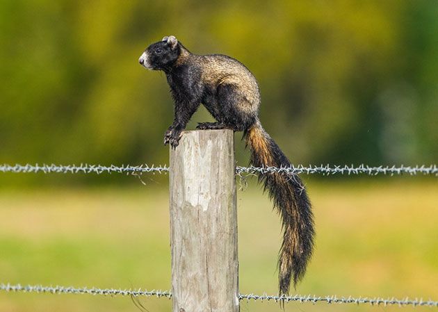 best electric fence for squirrels