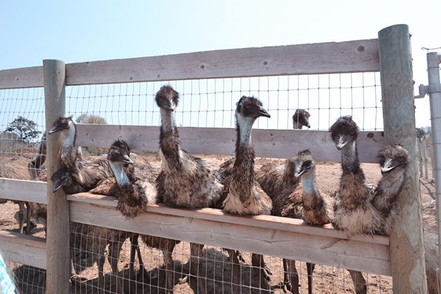 best electric fence for emus