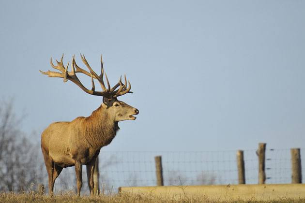 best electric fence for deer