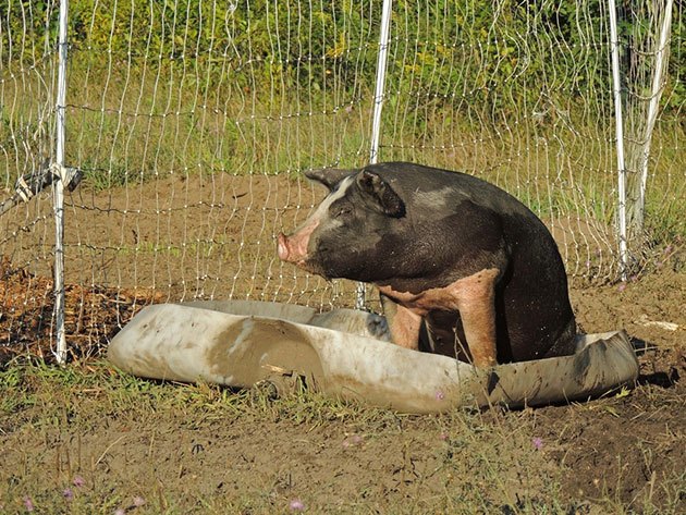 electric fence for wild hogs