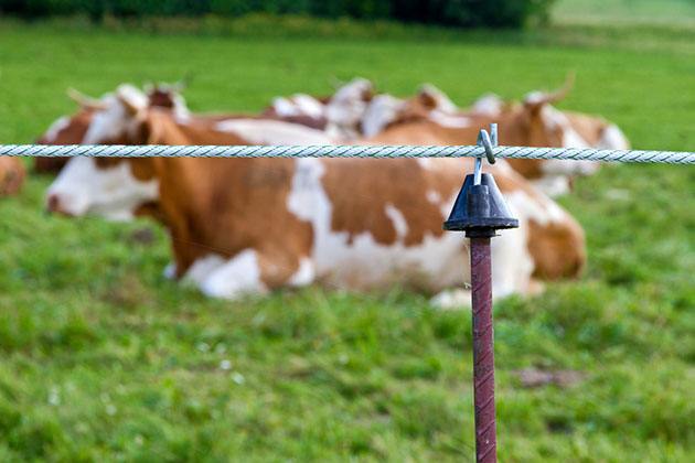 how to install an electric fence for cows