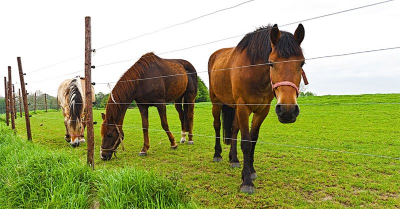 best electric fence for horses