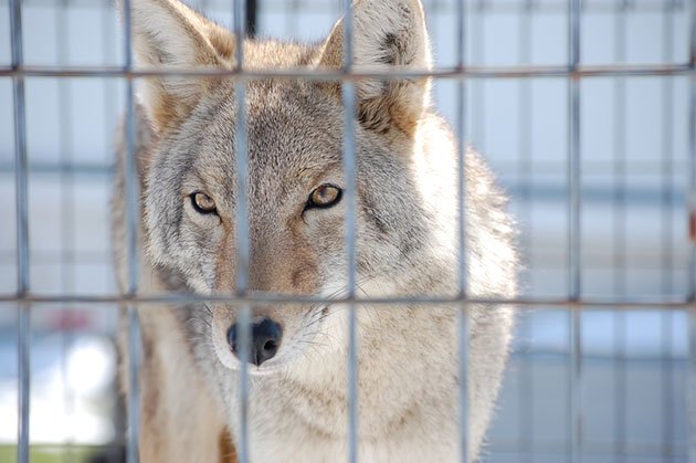 what kind of fence will keep coyotes out