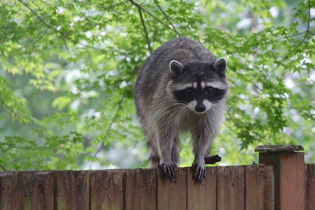 best solar powered electric fence for raccoons