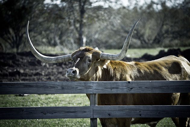 electric fence charger for bulls