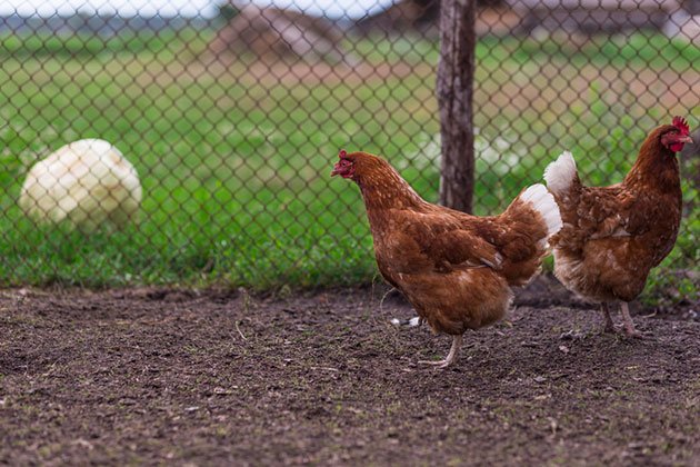 best wire fencing for chicken coop