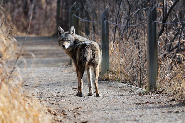 best electric fence for coyotes