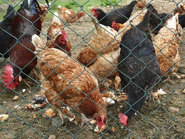 best wire fencing for chickens