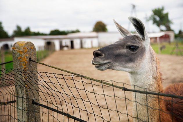 can you use electric fence with alpaca