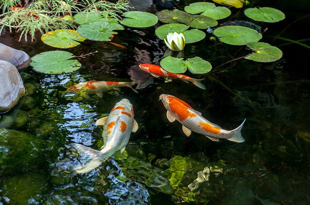 electric fence for garden ponds and ponds