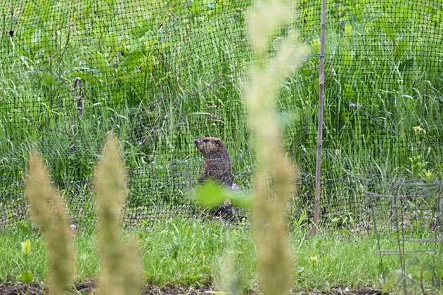 will electric fence keep groundhogs out of garden