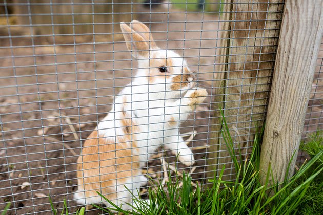 best electric fence for rabbits