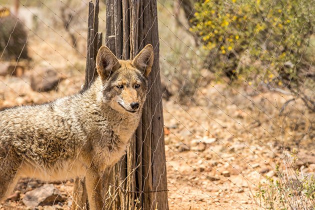 electric fence against coyotes