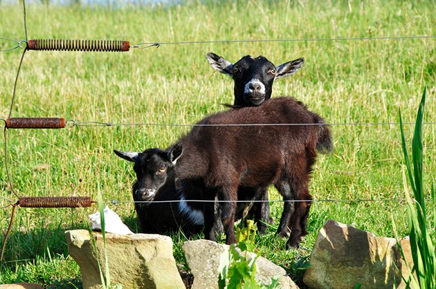 best electric fence for goats