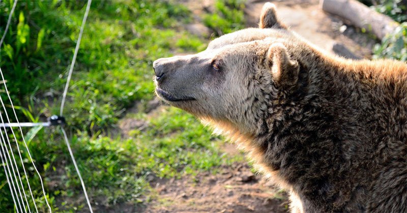 electric fence for bears