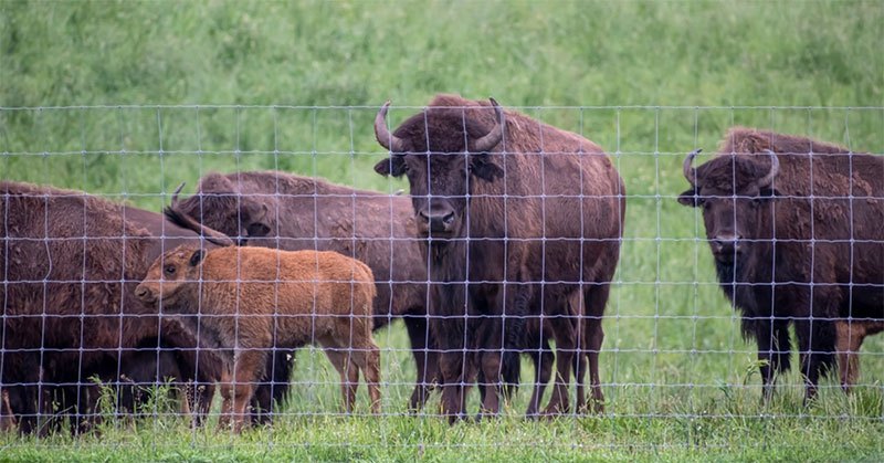 electric fence for buffalo