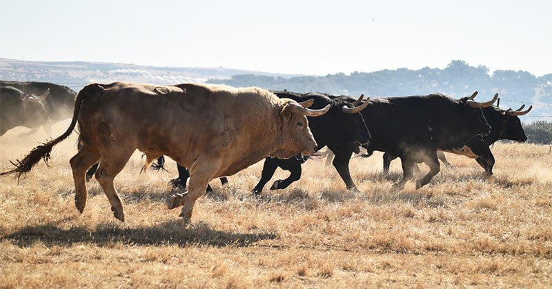 electric fence for bulls