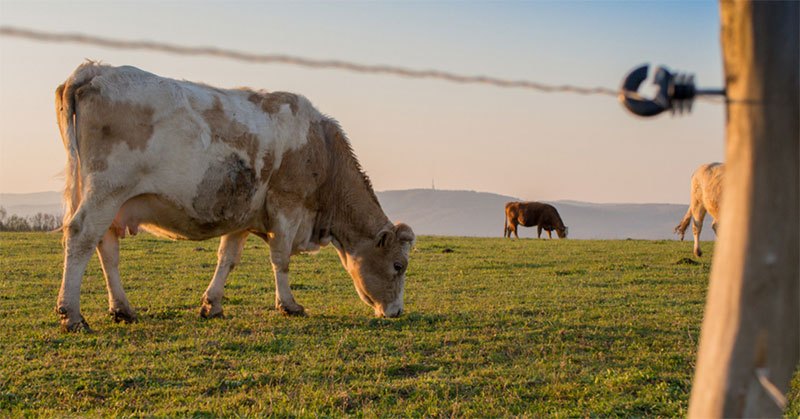 electric fence for cows