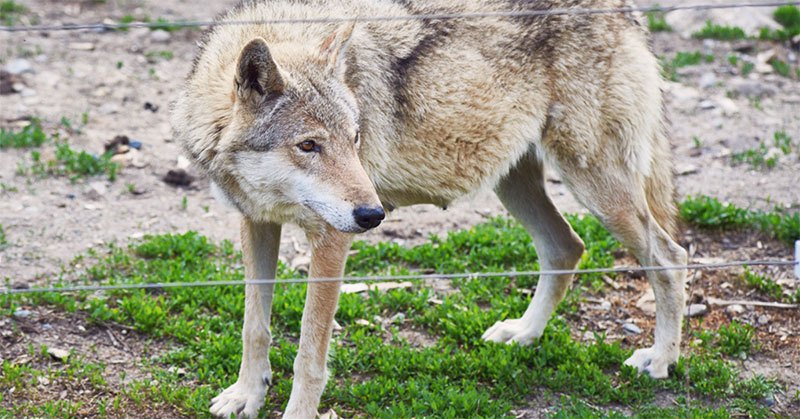 electric fence for coyotes