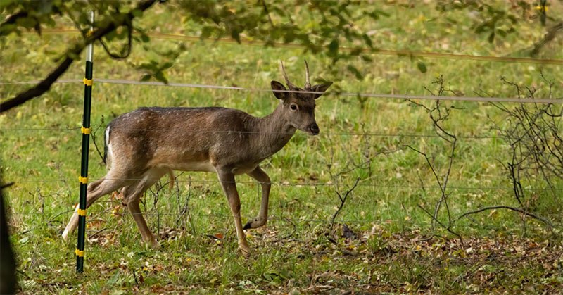 electric fence for deer