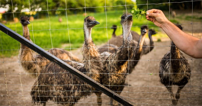 electric fence for emus