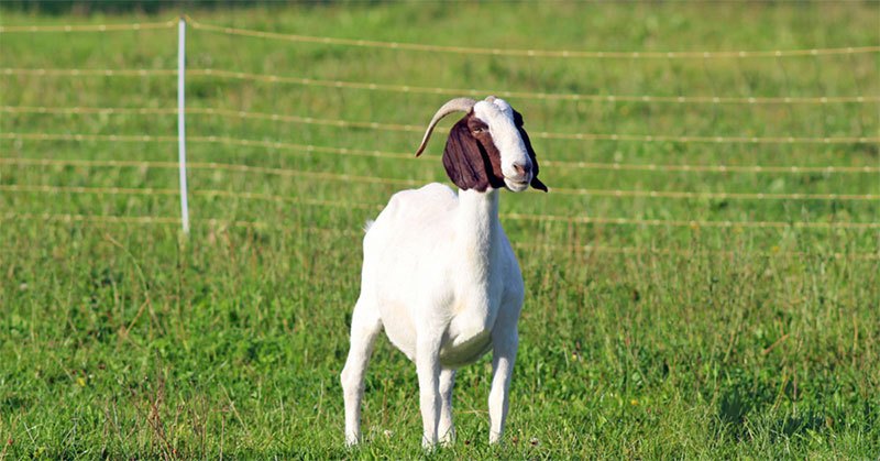 electric fence for goats