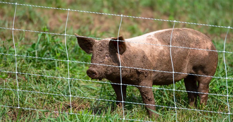 electric fence for hogs