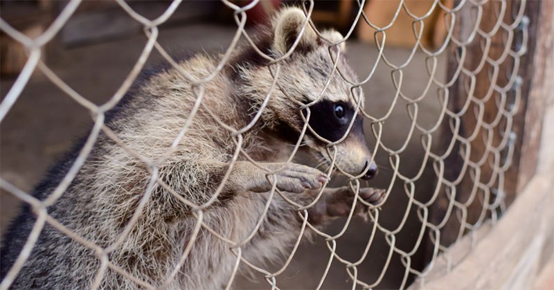 electric fence for raccoons