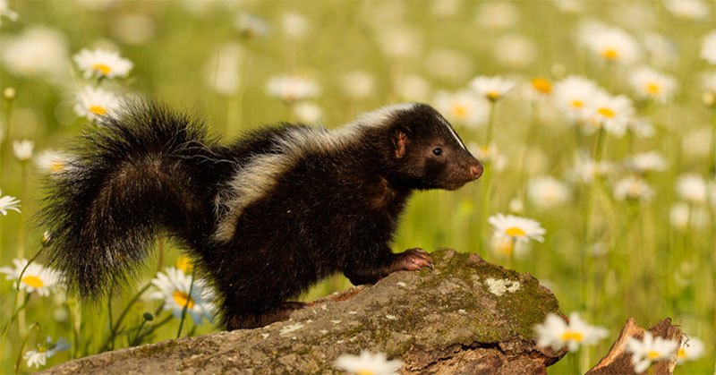 electric fence for skunks