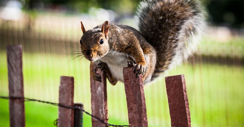 electric fence for squirrels