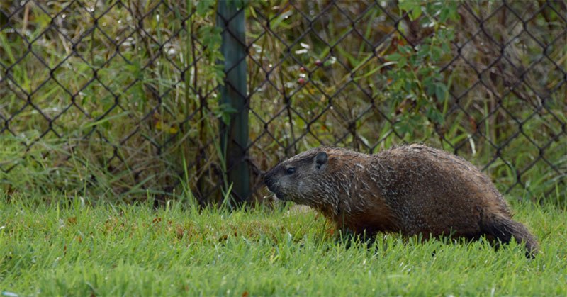 electric garden fence for groundhogs