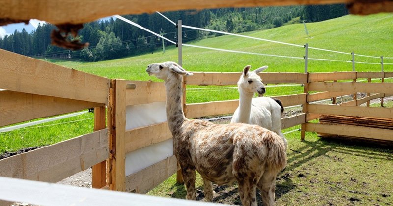electric garden fence for llamas