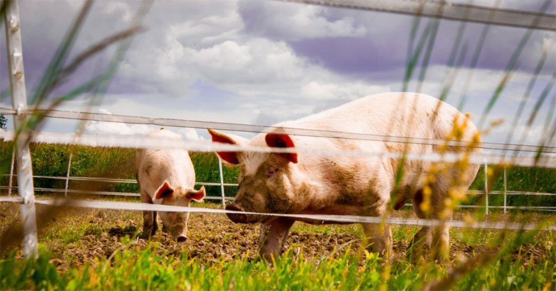 electric garden fence for pigs