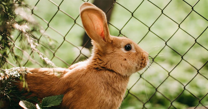 electric garden fence for rabbits