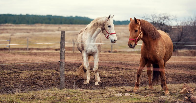 electrobraid horse fence reviews