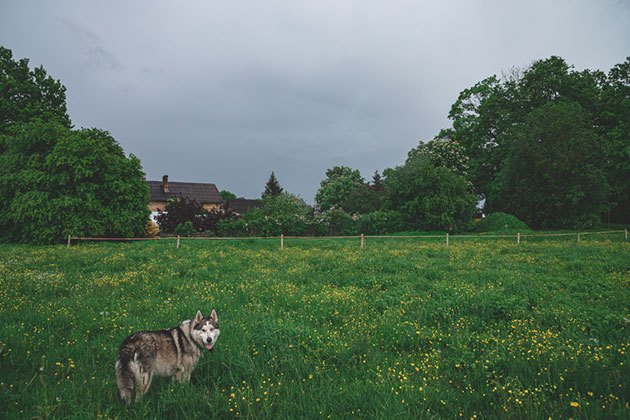 best invisible dog fence