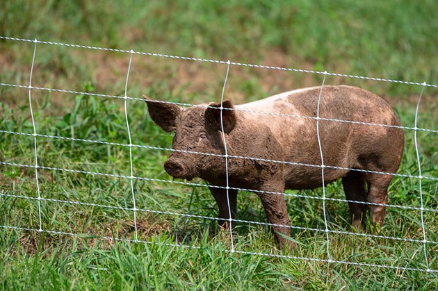 agricultural fencing and gates