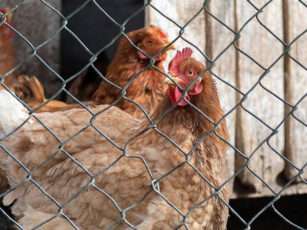 how to install chicken wire fence