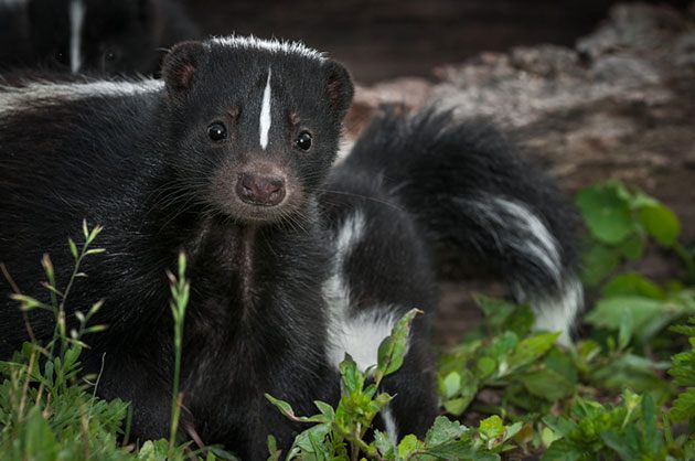 best electric fence for skunks