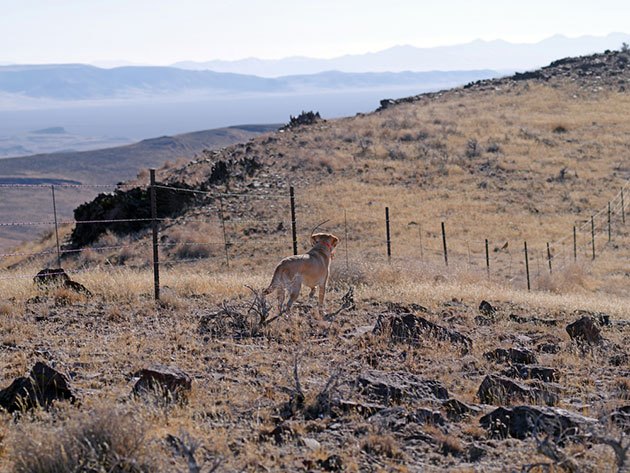 best GPS Fence for dog