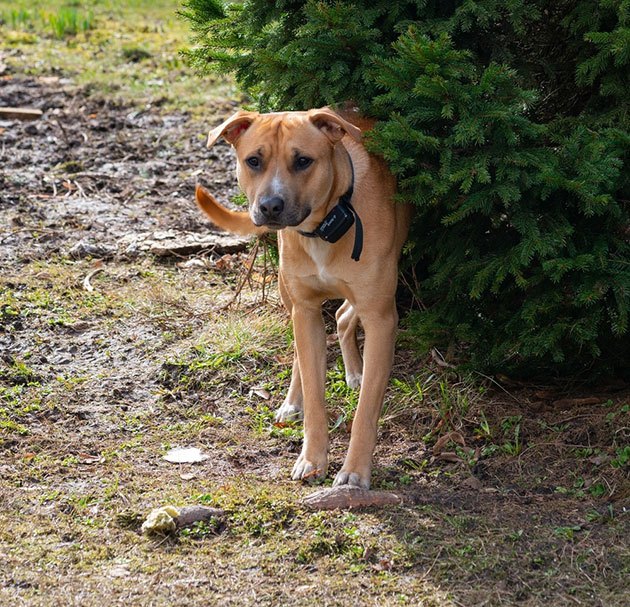 how to install an underground electric dog fence