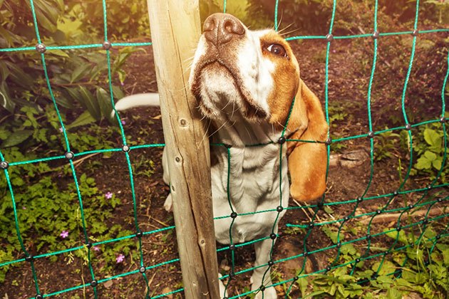 best electric fence netting box for cattle