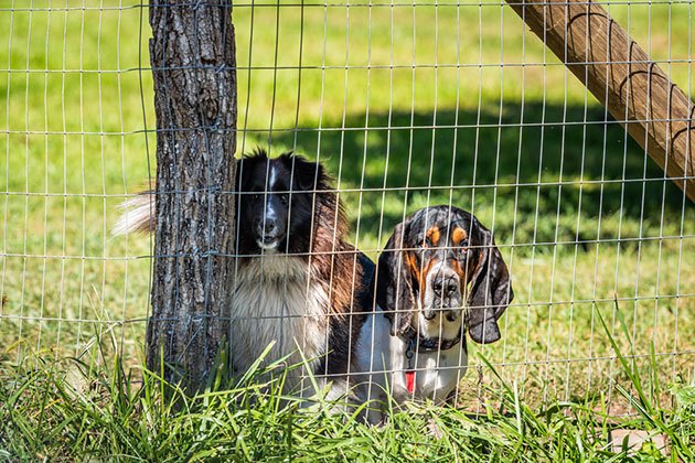 best chain link Fence for dog