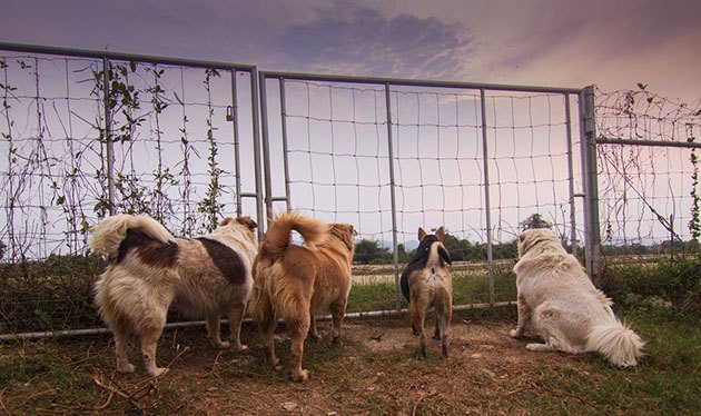 best dog fence for large yard