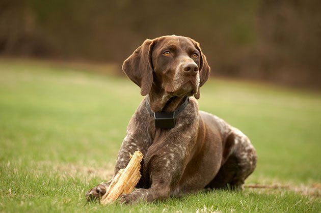 easy way to install underground dog fence