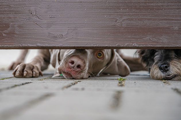 best Wooden Fence for dog