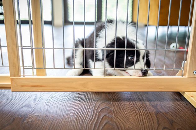 best indoor Fence for dog